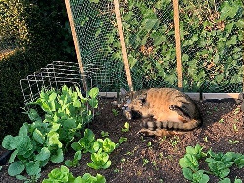 Kat in het zonnetje in een moestuinbak