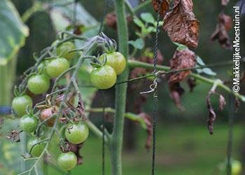 Tekenen van de aardappelziekte