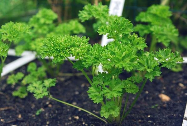 Young parsley planted in a Makkelijke Moestuin raised bed