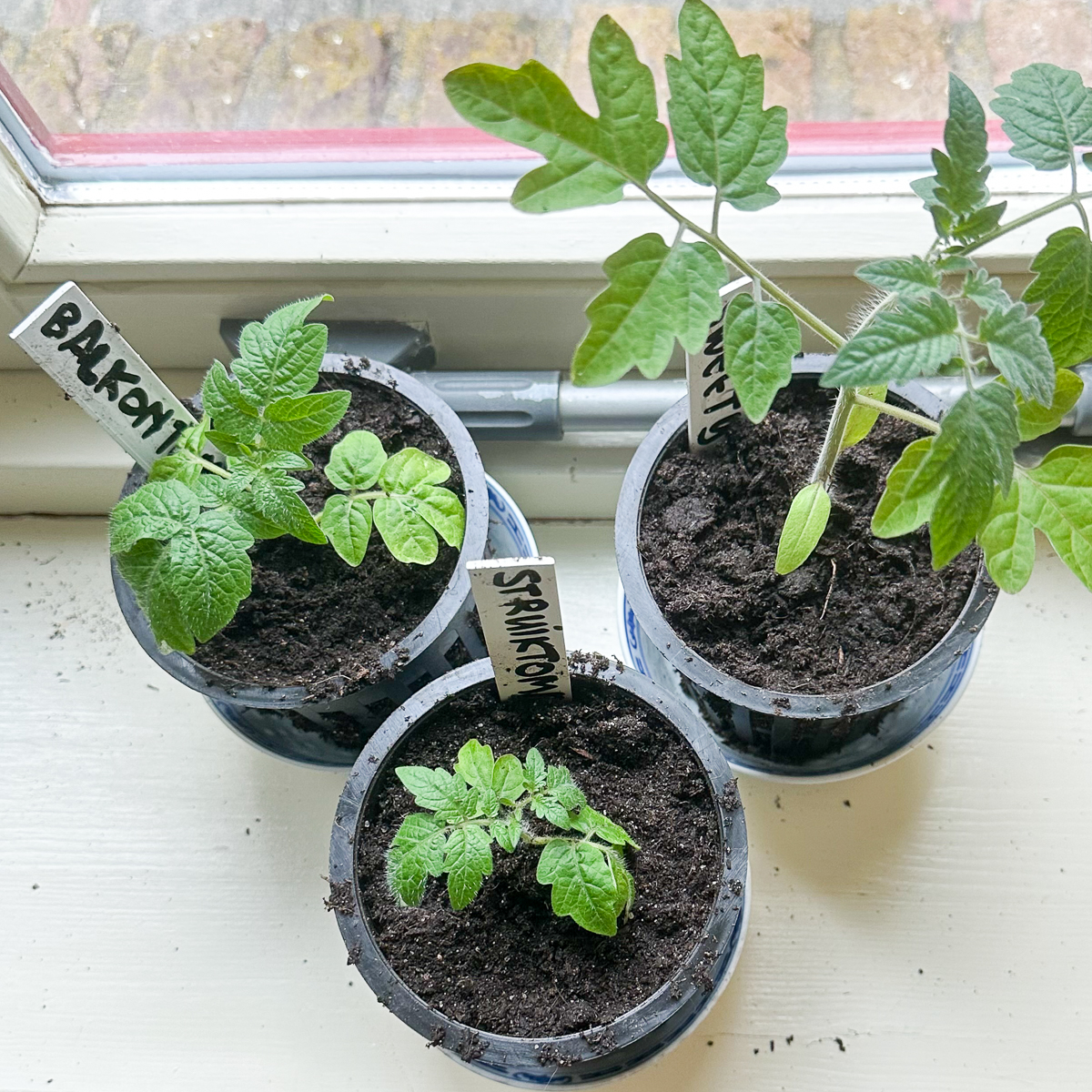 Net verpotte tomaten op de vensterbank