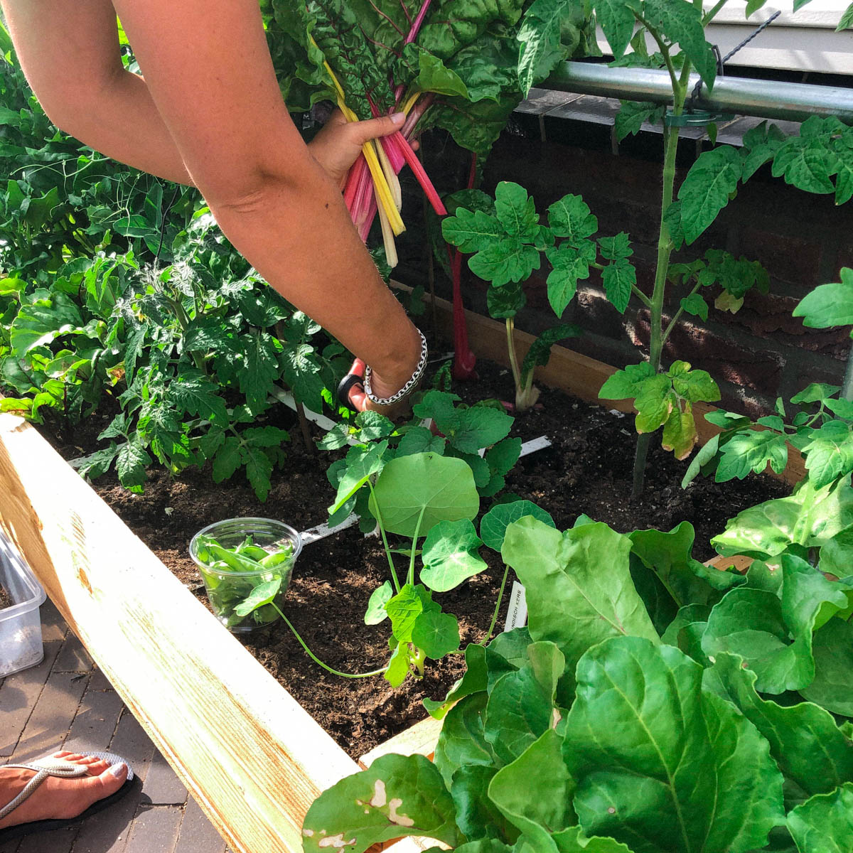 Snijbiet en peultjes oogsten uit de Makkelijke Moestuin voor risotto