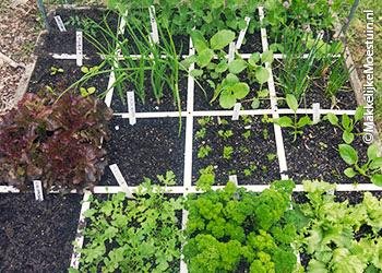 Moestuinbak eind mei
