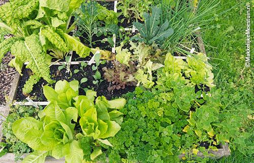Rendabele moestuinbak half september