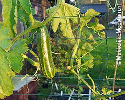 Courgette na de storm