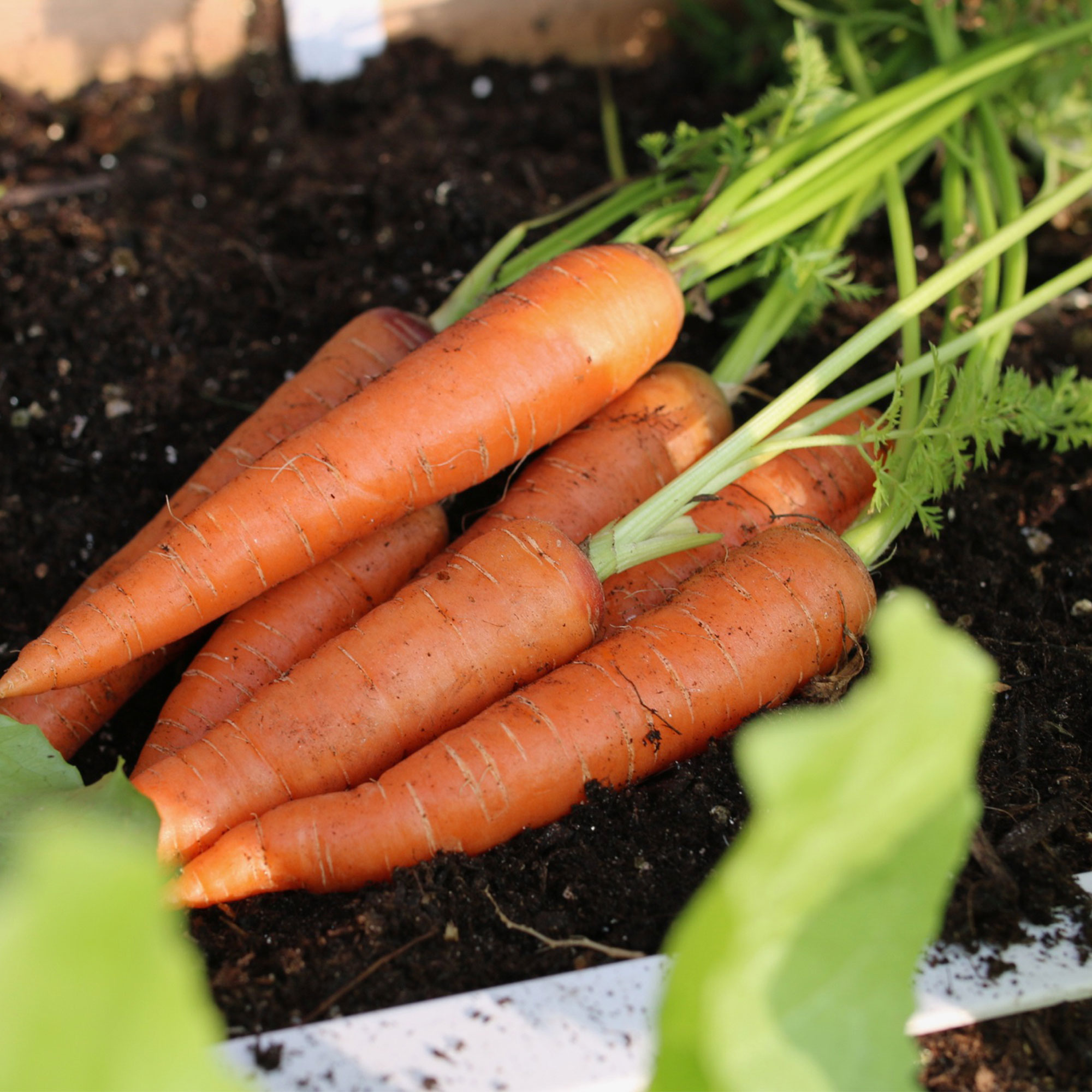 Carrot