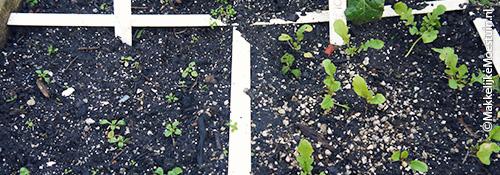 Veldsla en rucola