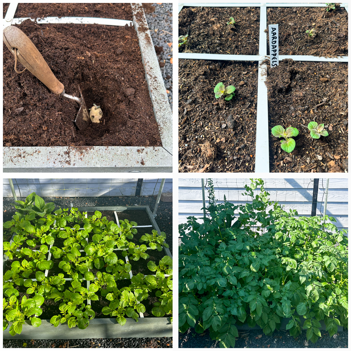 Stadia vroege aardappels: 17 maart - 6 april - 20 april - 19 mei