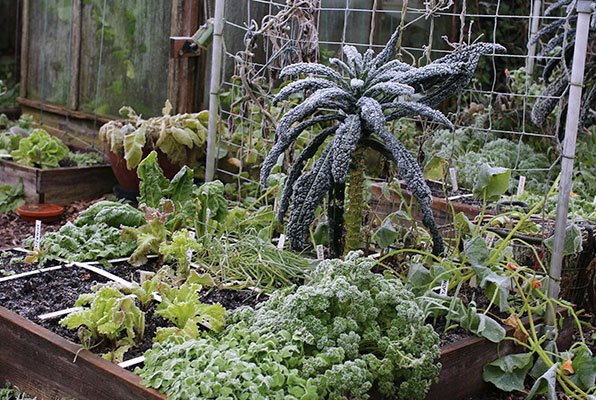 Bevroren Makkelijke Moestuinbak eind november
