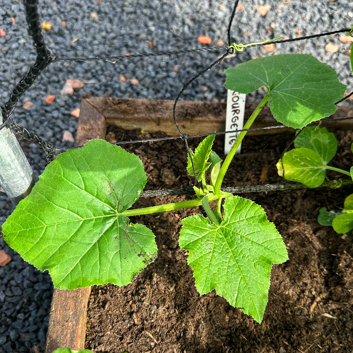 Net-geplante Makkelijke Moestuin courgette bij het klimrek