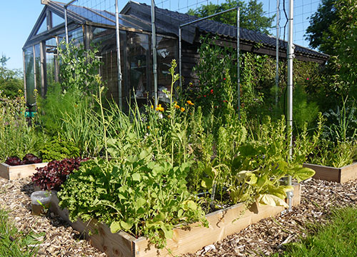 Verwaarloosde moestuinbak na 4 weken vakantie (foto uit 2016)