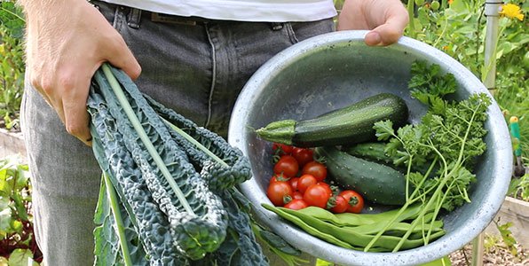 Volop oogsten uit Makkelijke moestuinbakken in juli