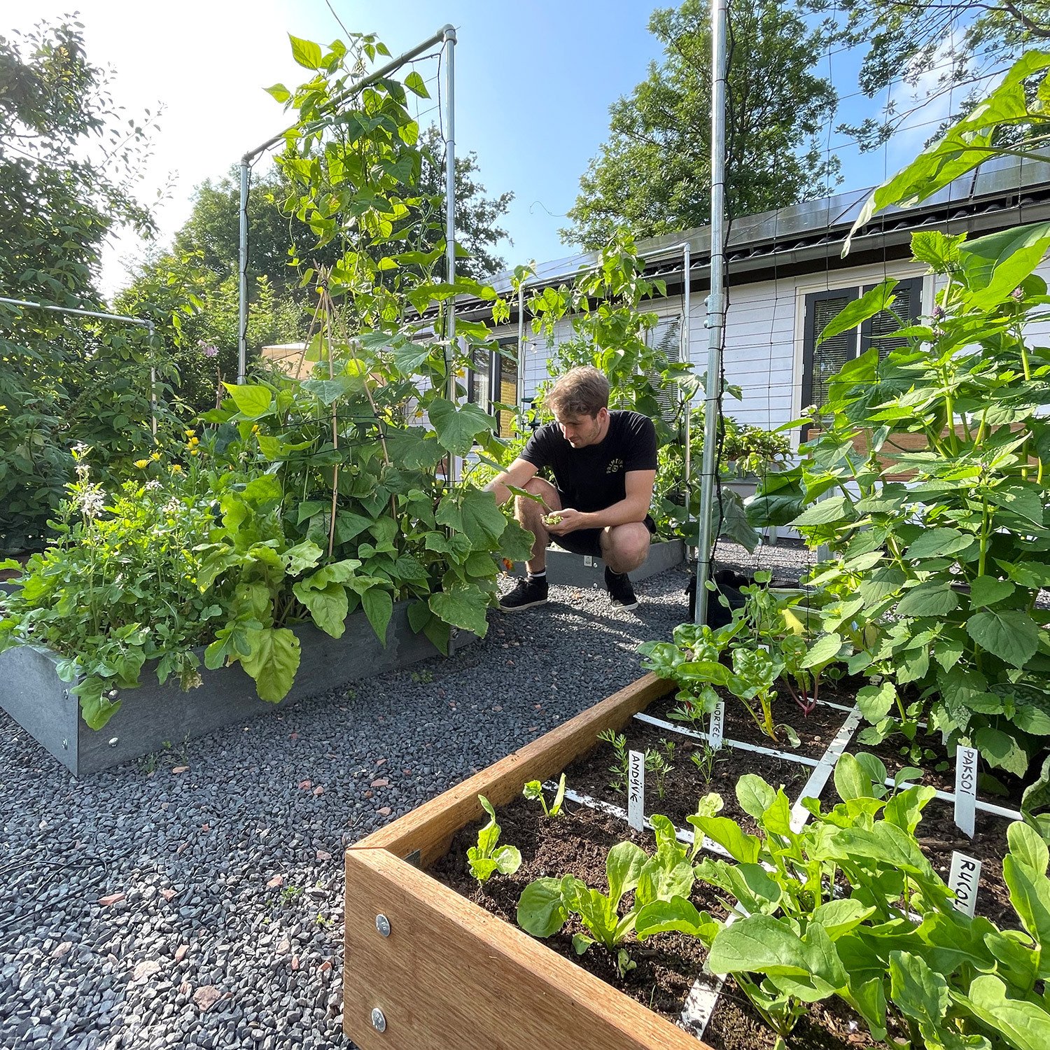 MM trellis