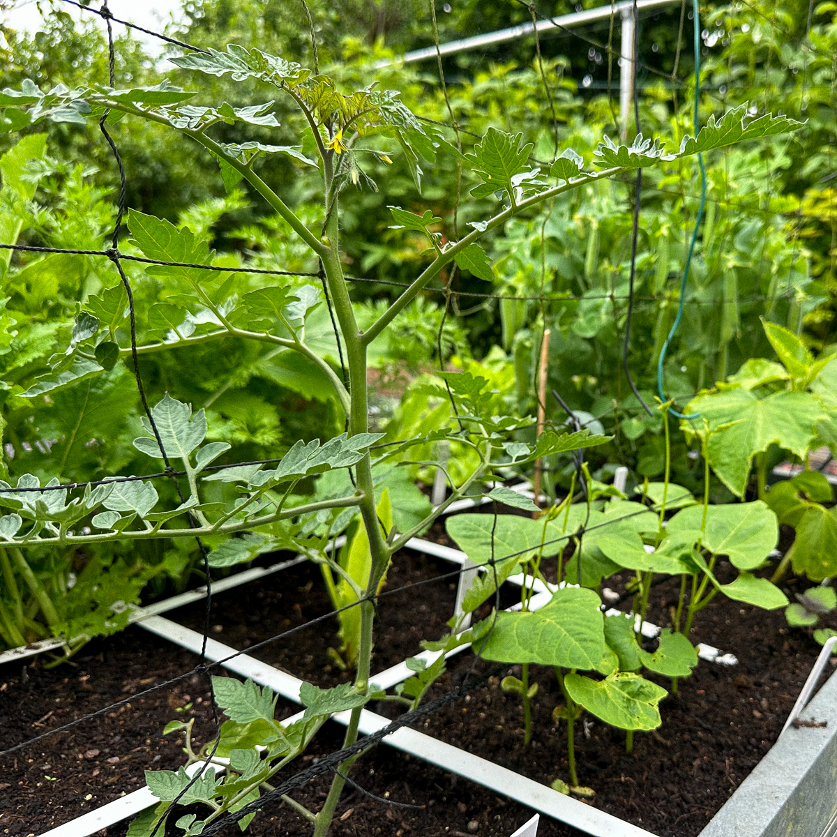 Een hoge tomaat weef je in de Makkelijke Moestuin door het klimnet