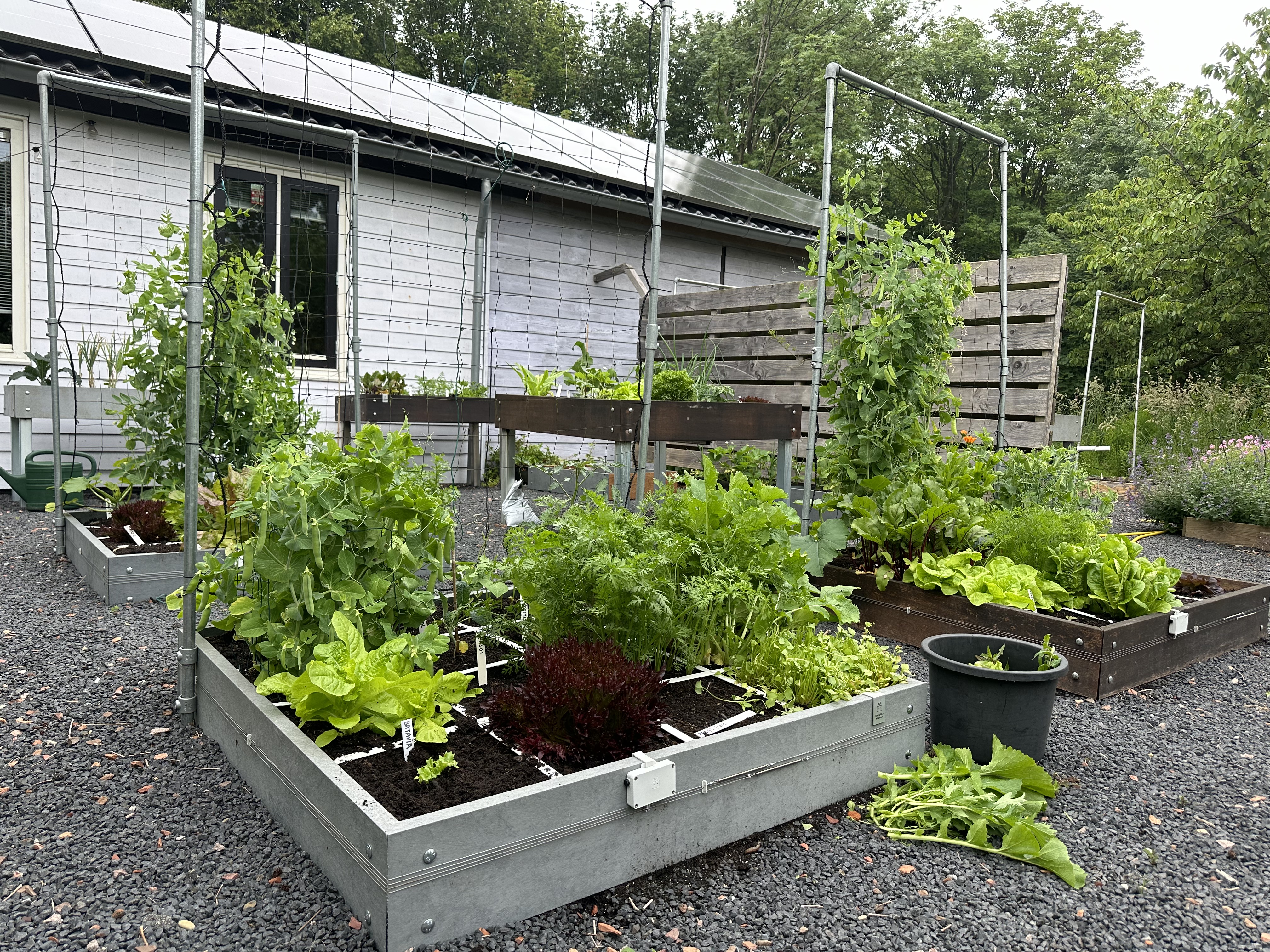 Makkelijke Moestuinbakken in onze kantoortuin op 1 juni