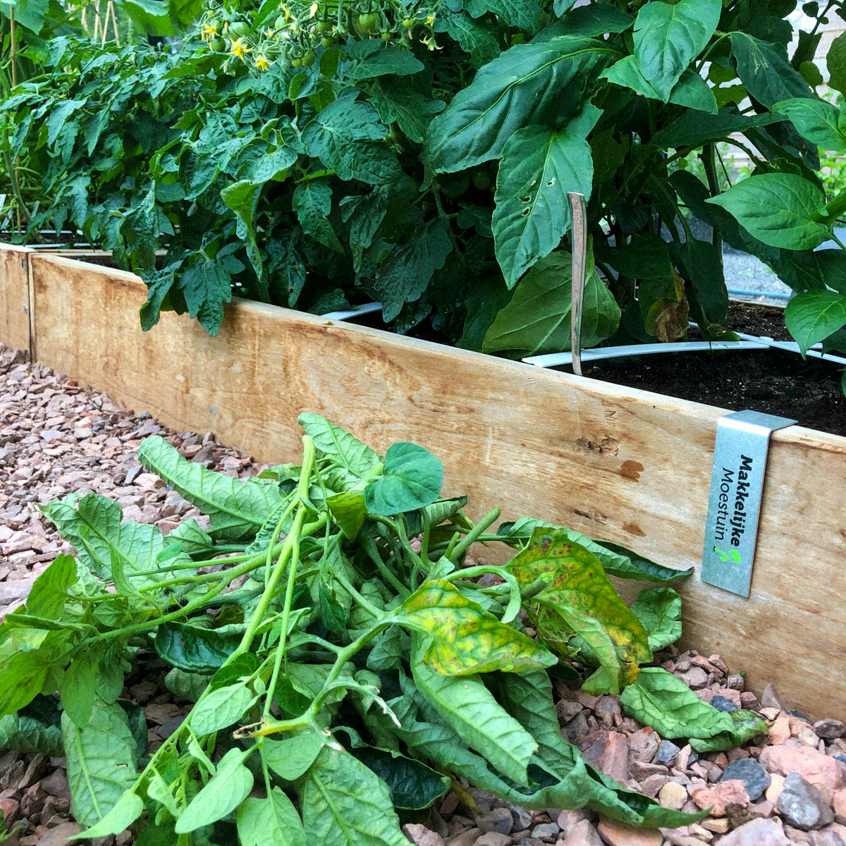 A pile of tomato leaves and suckers that have been removed