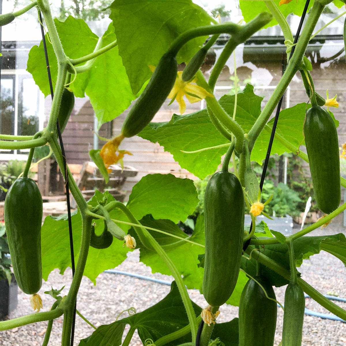 An Iznik cucumber plant with vines, flowers, and young cucumbers