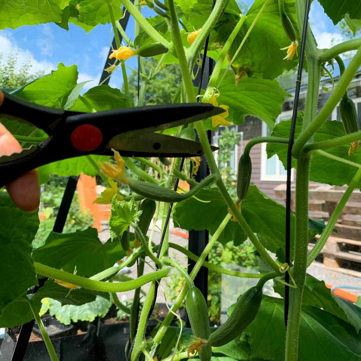 Leave two cucumber fruits on the side shoot and cut off the rest