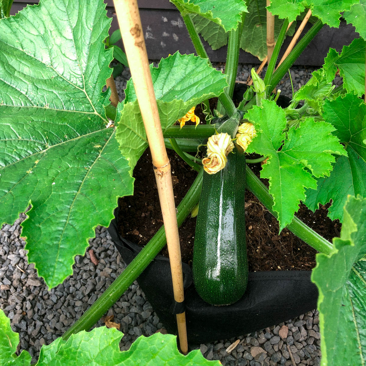 Harvest your Planty Garden zucchinis when they are 20 cm long