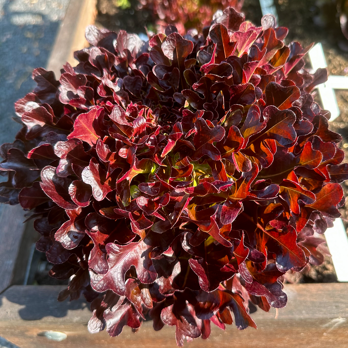 Salanova seed-starting kit
