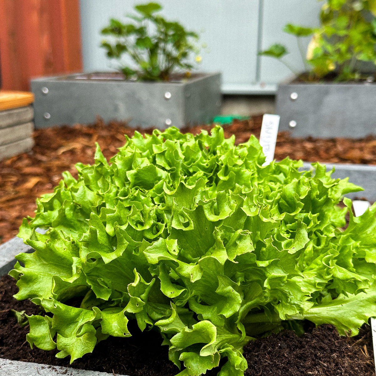 Salanova seed-starting kit