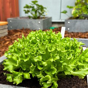 Salanova seed-starting kit