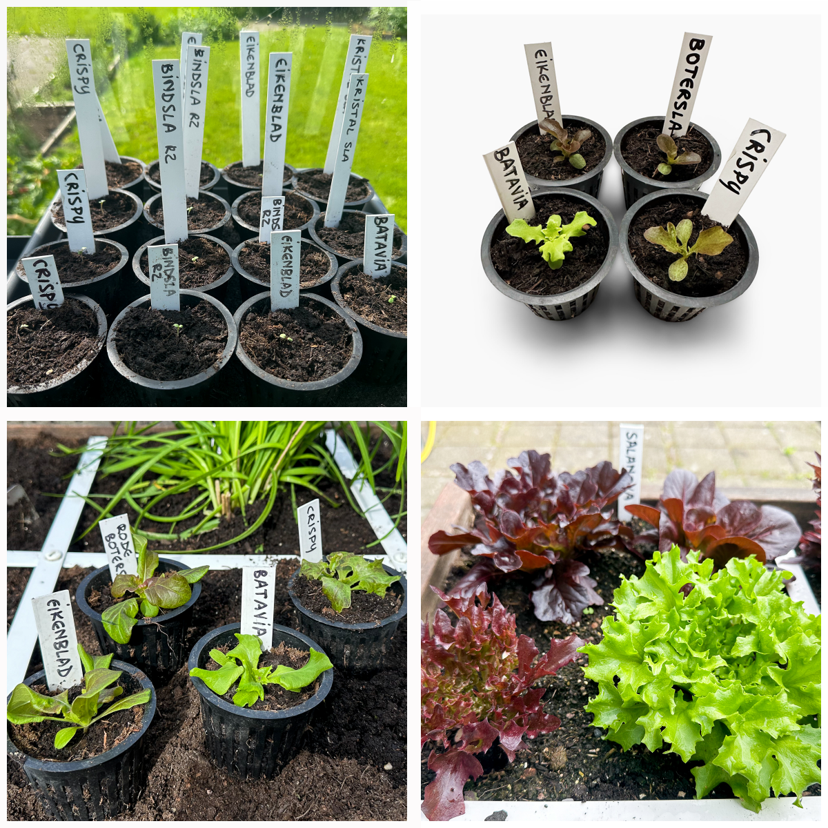 Voorgezaaide Salanova-plantjes na 3, 12, 21 en 42 dagen.