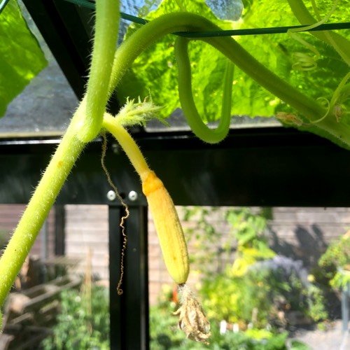 A yellowing cucumber that will not grow any further