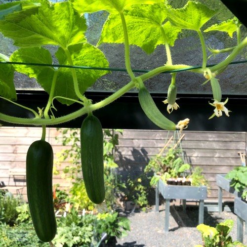 When a lot of cucumbers grow on one plant, it won't put energy into extra fruits