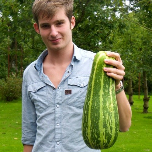 A huge courgette full of seeds: making a fruit this big can stop the plant producing new fruit