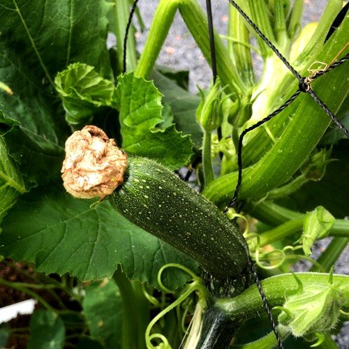 A dead flower on the end of a courgette can affect the rest of the fruit