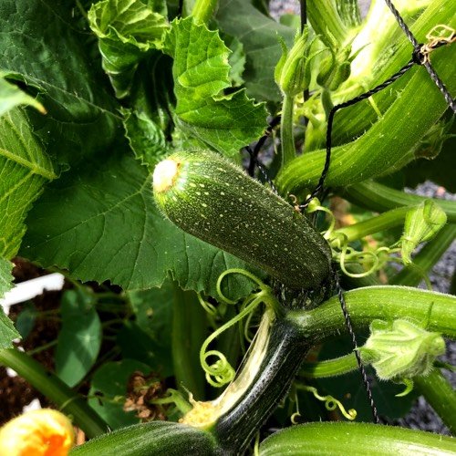 Prevent rotten courgettes by removing dead flowers from the fruit