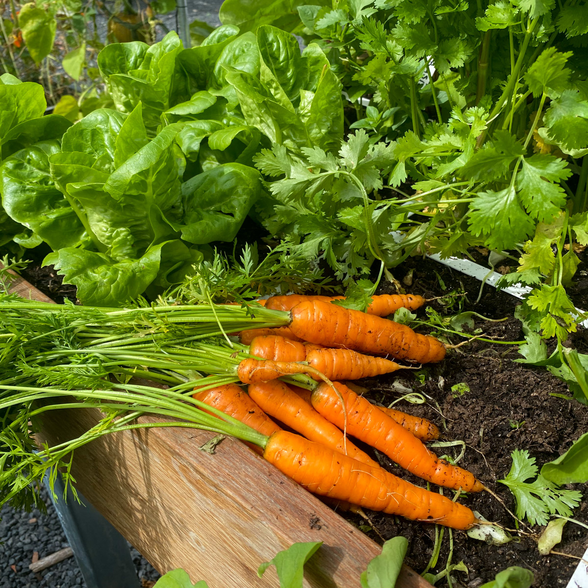 Net geoogste wortels uit de Makkelijke Moestuin