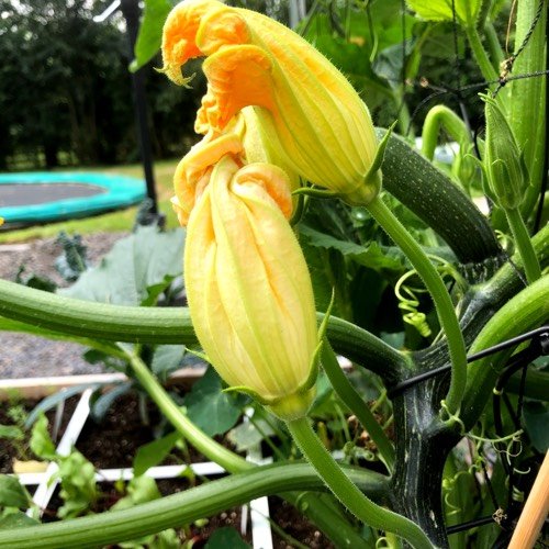 Male courgette flowers have thin stems