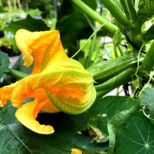 A female courgette flower has a thick swelling at the base