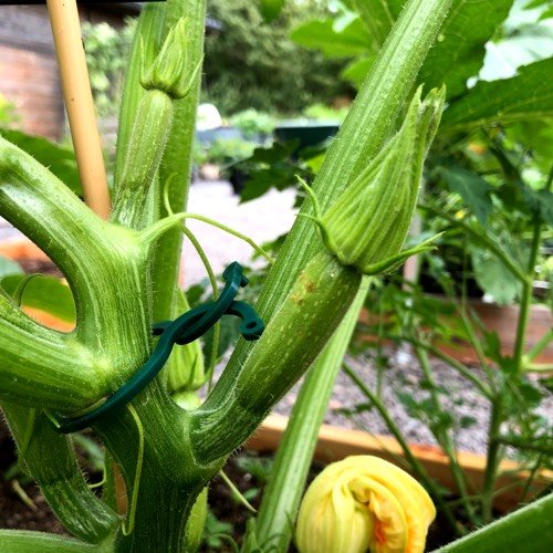 Young female courgette buds