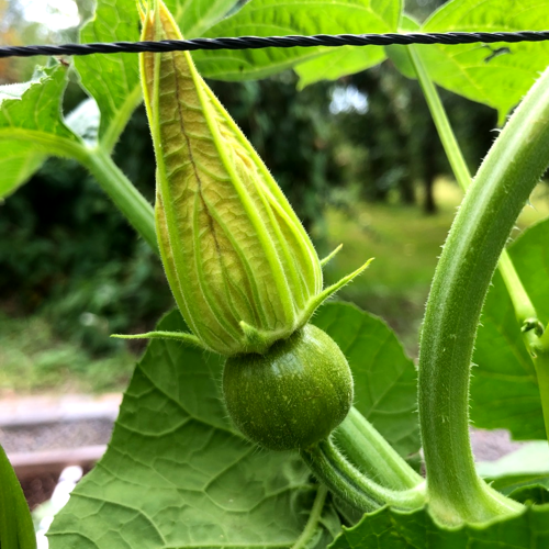 A female flower bud on a pumpkin plant has a thick ovary at the base of the flower
