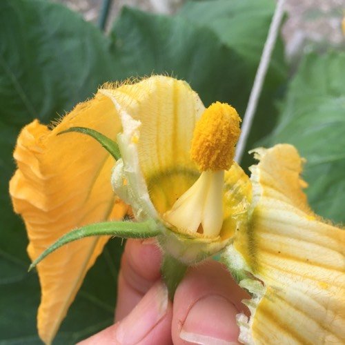 To pollinate a courgette yourself, remove the petals of the male flower so the pollen is easier to reach