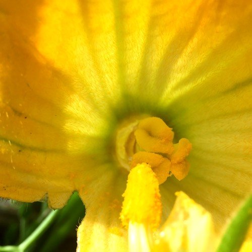 Pollinating the female flower by hand using pollen from the male flower
