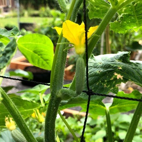 Cucumber flowers do not need hand-pollinating