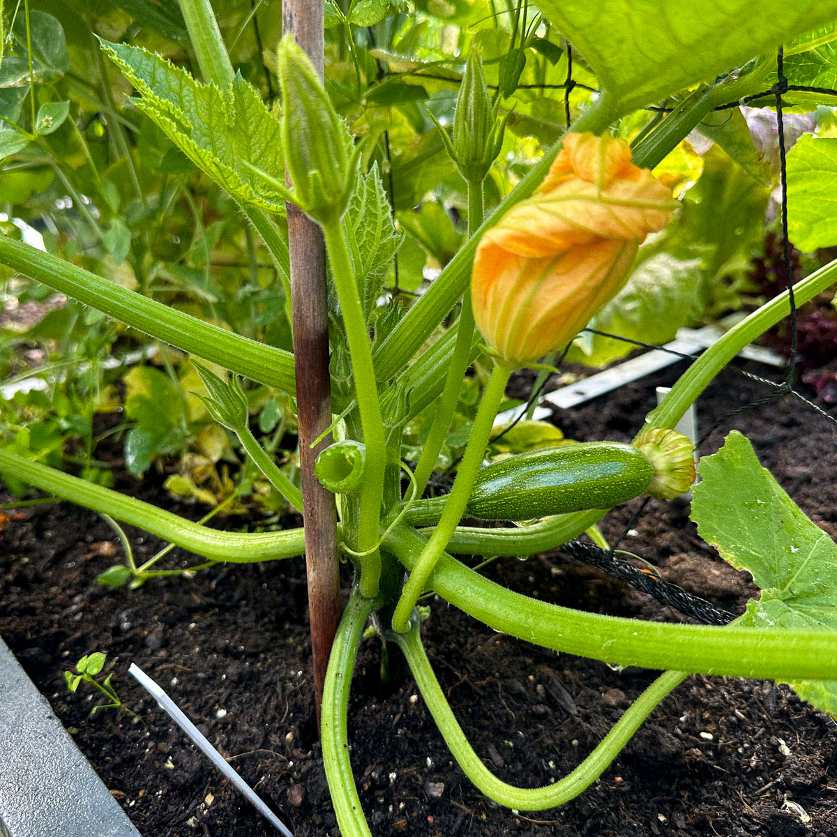 De eerste Makkelijke Moestuin klimcourgette is in de maak