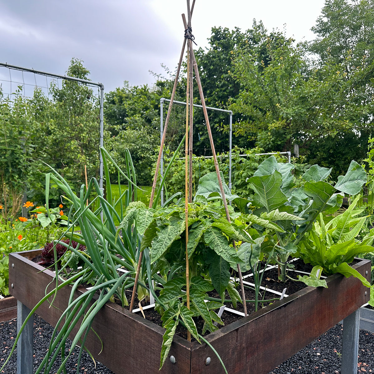 Wigwam van bamboestokken om de Makkelijke Moestuin Balkontomaat