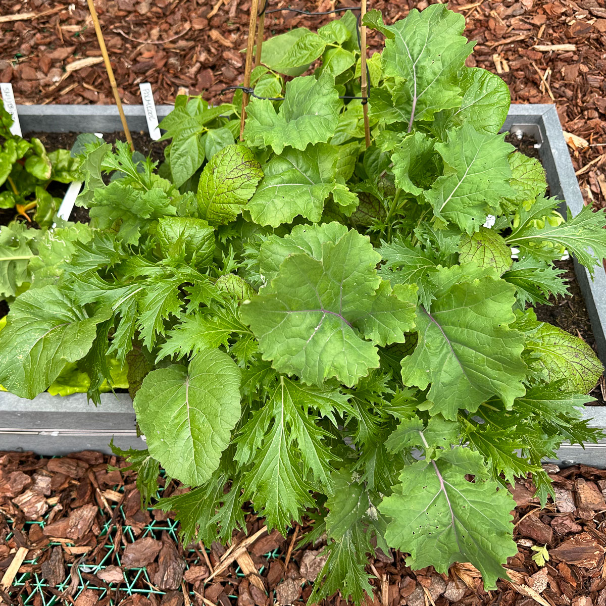 Pluksla Azië uit de Makkelijke Moestuin om mee te wokken