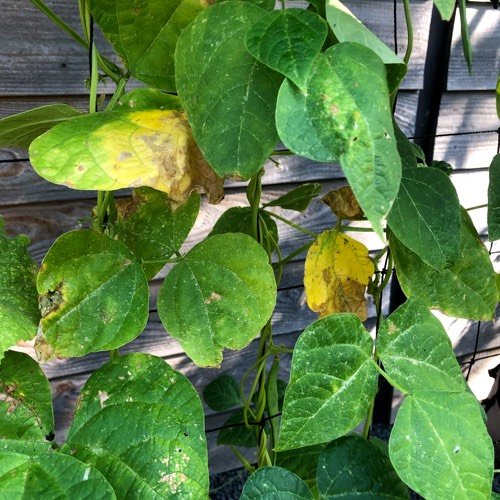 Yellow leaves on the bean plant