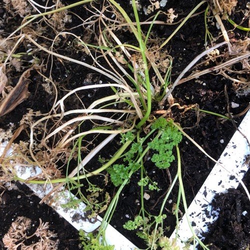 Plants turn yellow if they don't get enough sunlight