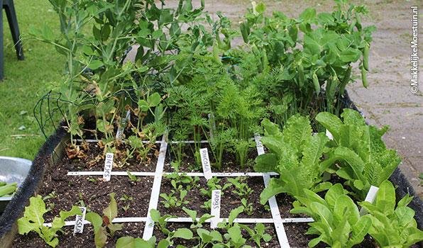 In juni ingezaaide moestuinbak