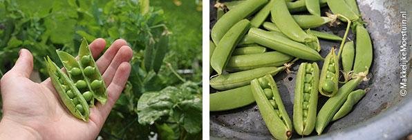 Links: erwten van de wintererwt - rechts: erwten en sugarsnaps