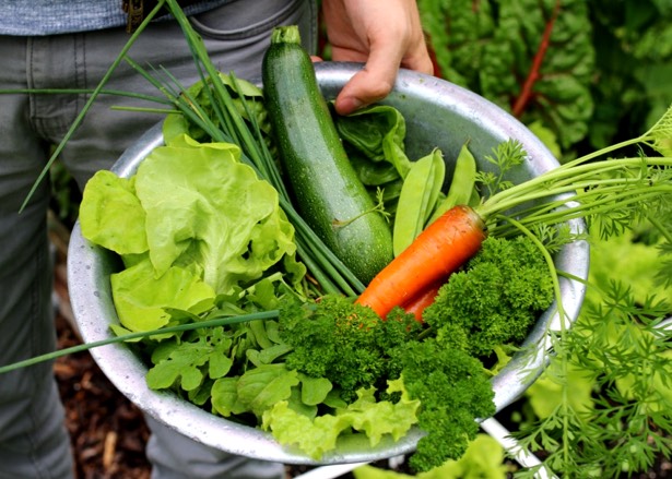 Harvesting zucchini, carrots, and lettuce for dinner