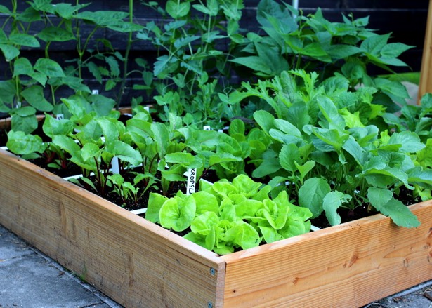 A real Planty Garden full of vegetables a month after sowing