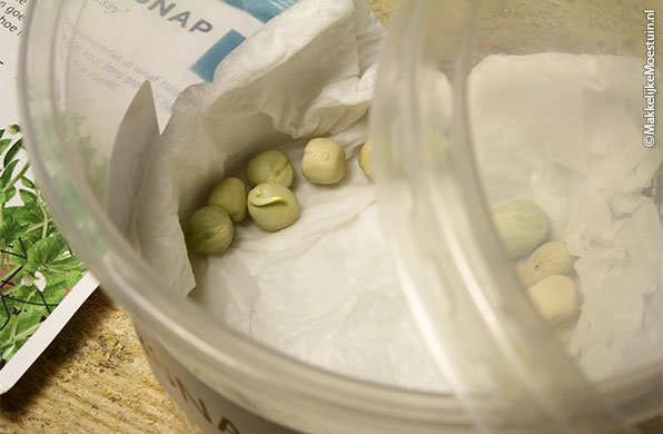 Sugar snap peas beginning to sprout indoors