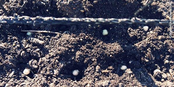 Pre-sprouted peas planted beside the trellis